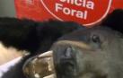 Investigado en Tudela por tráfico de especies protegidas