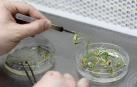 Bioceres e Iden Biotechnology se asocian para la mejora de la calidad de alfalfa
