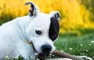La muerte de una mujer y su hijo mordidos por su perro conmociona Alemania