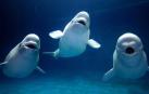 Las ballenas belugas valoran los lazos familiares al igual que los humanos