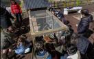 Un gallinero revoluciona la educación en un colegio