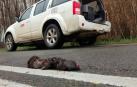 Aparece un visón europeo atropellado en la NA-5330 (Mélida-Santacara)