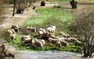Investigan la desaparición de 600 ovejas arrastradas por el río Aragón en Cáseda
