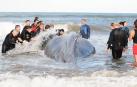 El adiós a la ballena que encalló en Argentina
