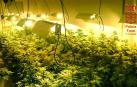 Detenidos en Murchante dos vecinos de Tudela por tráfico y cultivo de drogas