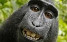 El macaco más famoso de la red no puede acogerse al copyright por su selfie