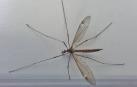 Descubren en China el mayor mosquito del mundo, con 11 cm de envergadura