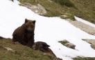 700 ovejas muertas o desaparecidas en los 12 años del oso en el valle de Roncal
