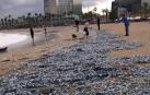 Miles de medusas toman una playa de Barcelona