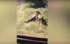 Vídeo del impactante ataque de un león al dueño de una reserva de caza