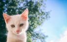 Piden 6 meses de prisión para un empleado de un hotel por maltratar a un gato