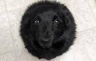 Una foto de un perro con forma de esfera por un efecto óptico arrasa en Twitter