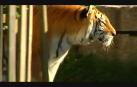 Ataque mortal de un tigre en Terra Natura