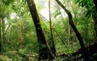 Guatemala tiene 10 años para no perder su mayor riqueza: la megadiversidad