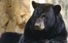 Un oso negro ataca a una niña de 5 años en el patio de su casa