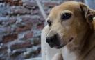 Toma al perro como rehén para que su pareja no lo denuncie por malos tratos