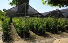 El vivero de vides en Olite