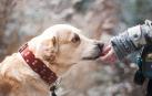 Vacunación e identificación canina, hasta el 2 de junio en el centro de Atención a Animales
