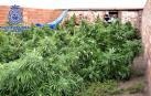 Desmantelado el mayor punto de cultivo y distribuci&oacute;n de marihuana