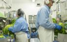 Florette invierte 2 millones para duplicar su capacidad productiva en Arguedas