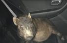 Un cerdo, detenido por acusar a un hombre de madrugada