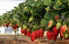 Detienen al encargado de un cultivo en Huelva acusado de abusos sexuales