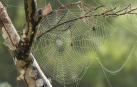 Se descubre el mecanismo clave para la resistencia de la tela de araña