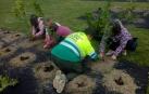 Pamplona inicia una actuación para proteger orquídeas y otras plantas en zonas verdes