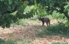 Detectan un ejemplar de lince ibérico en el área metropolitana de Barcelona