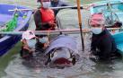 Muere una ballena en Tailandia tras tragarse ochenta bolsas de plástico
