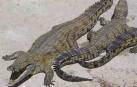 Un cocodrilo tritura al reverendo