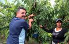Las lluvias reducen un 15% la producción de cereza de Milagro