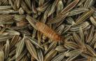 Insectos y hamburguesas artificiales como solución a la escasez de alimentos