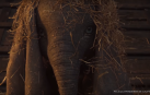 Disney saca a la luz el primer tráiler de 'Dumbo'