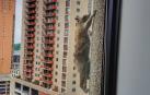 Un mapache escala un edificio de 25 plantas en Estados Unidos