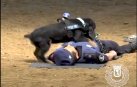 Poncho, el perro policía capaz de reanimar a un agente
