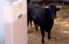 Llegan los primeros astados a los Corrales del Gas para San Fermín