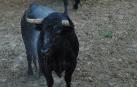 Desembarcan en los corralillos del gas los toros de la corrida del día 8
