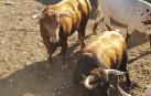 Los 'cebadita' ya están en Pamplona