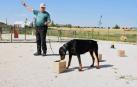 Los perros también hacen deporte