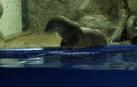 La nutria que acertó todos los resultados de Rusia predice victoria de España