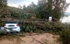 Muere un perro al caer un árbol sobre un coche aparcado en una zona prohibida de Alloz. El dueño del animal y conductor del vehículo, vecino de Logroño, ha sido denunciado por la Policía Foral