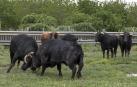 José Antonio Baigorri, ganadero de Pincha, relata su aventura con el toro bravo con la mente puesta en su debut en la novillada de San Fermín: “Estamos viviendo algo único"