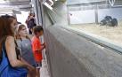 Los corralillos del Gas se llenan de curiosos que se acercan para ver a los toros que estos Sanfermines 2018 correrán los encierros para después ser toreados en la Meca de Pamplona