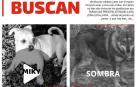 Policía Foral pide ayuda para encontrar a 'Miki' y 'Sombra', dos perros robados en Pitillas