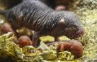 Nace en Bioparc una camada de rata topo desnuda, el mamífero inmune al cáncer