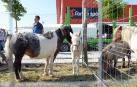 Una parcela municipal en el polígono de Agustinos ha vuelto a acoger la feria el 7 de julio, desde las 7 y hasta las 15 horas. 56 ganaderos han participado en la edición de 2018 de la feria de ganado equino de San Fermín con la presencia de más de 500 animales.