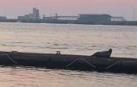 Una foca, socia VIP, el Club Marítimo de Getxo