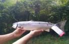 La temporada de pesca de salmones en Navarra se cierra con 66 capturas