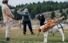 Un campo de golf de EEUU cambia a los caddies por cabras